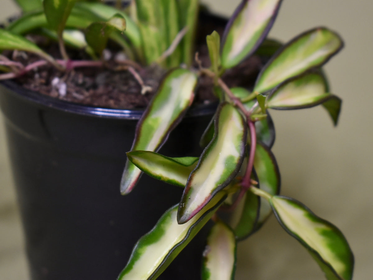 Hoya Wayetii Variegated