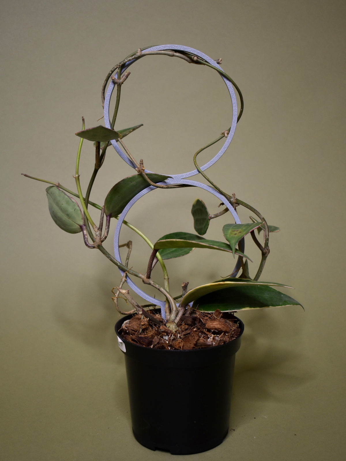 Hoya macrophylla albovariegata