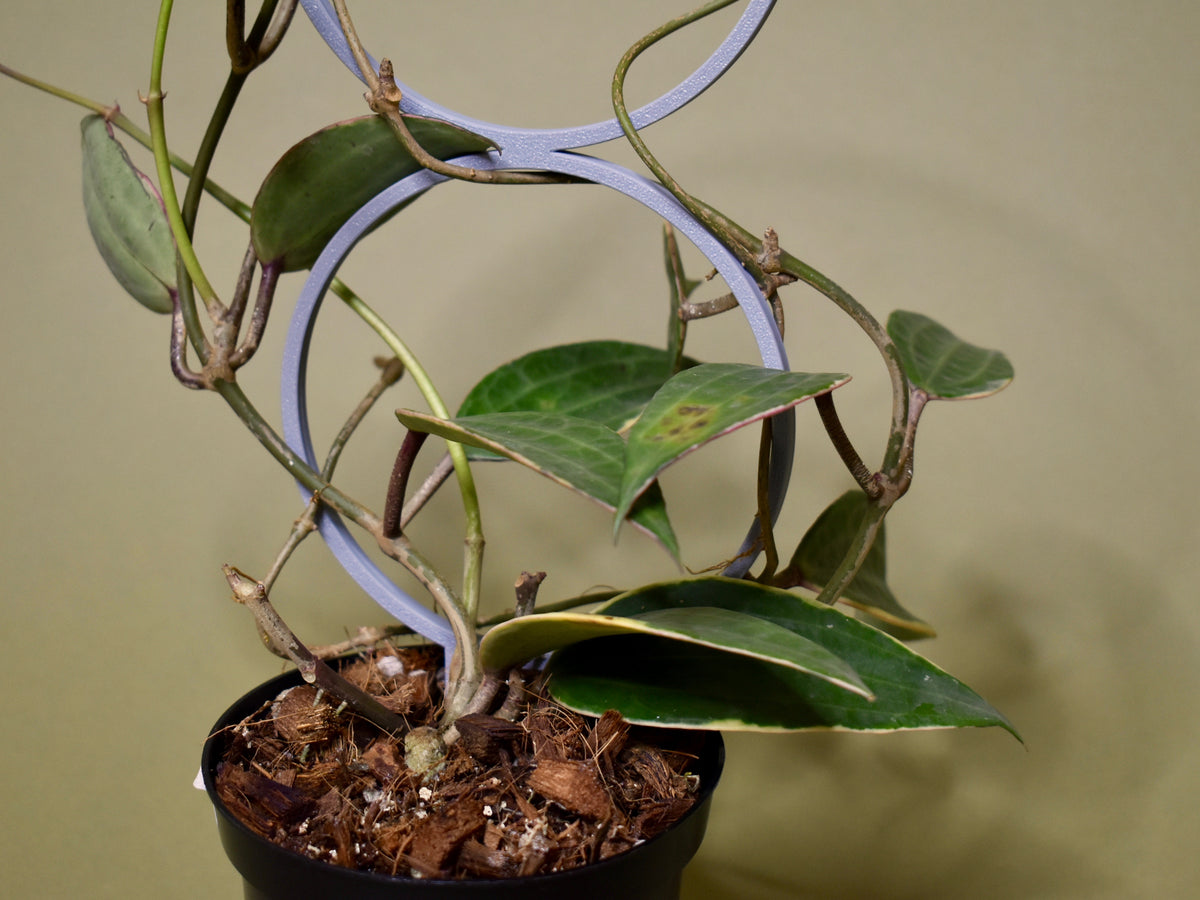 Hoya macrophylla albovariegata