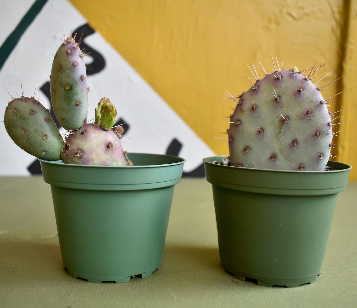 Opuntia Dwarf Rita Cacti