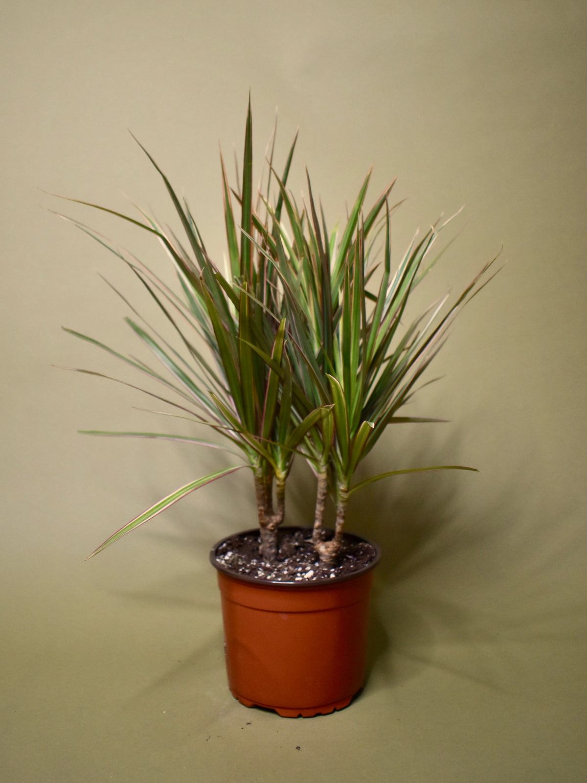 Dracaena Marginata Bicolor Cane