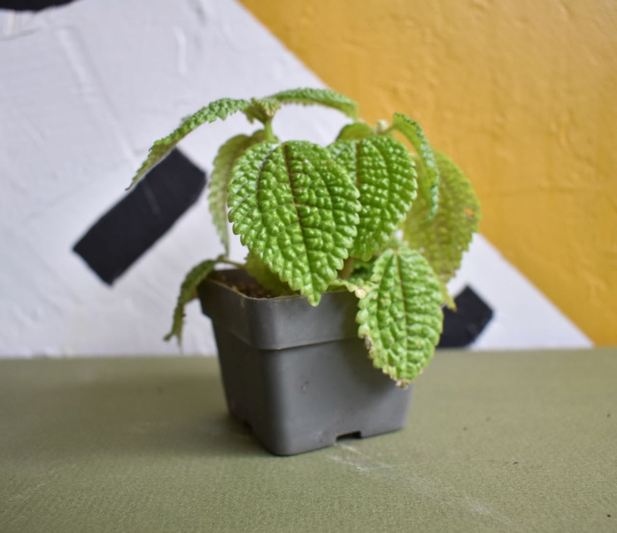 Pilea Moon Valley