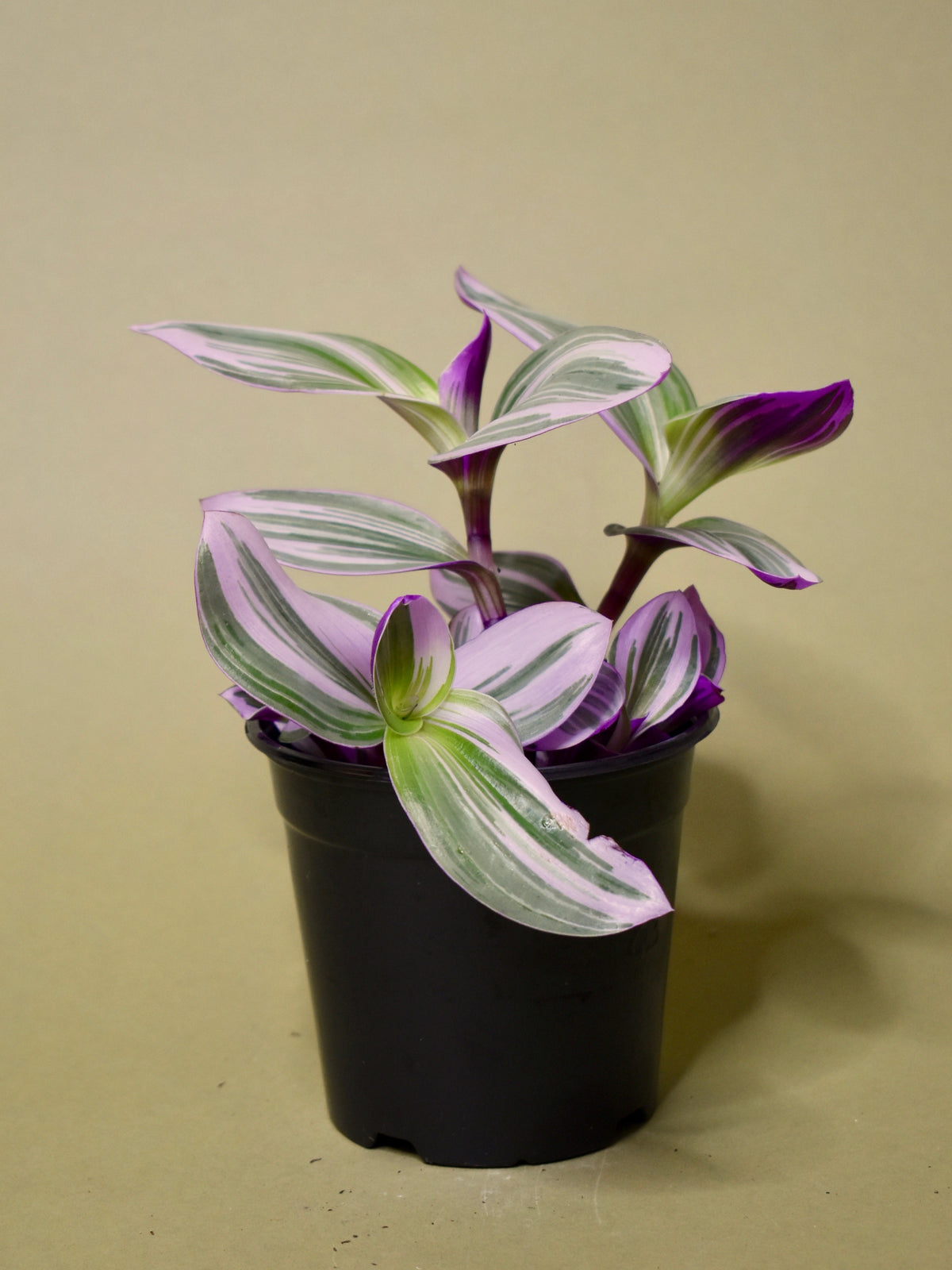 Tradescantia Nanouk