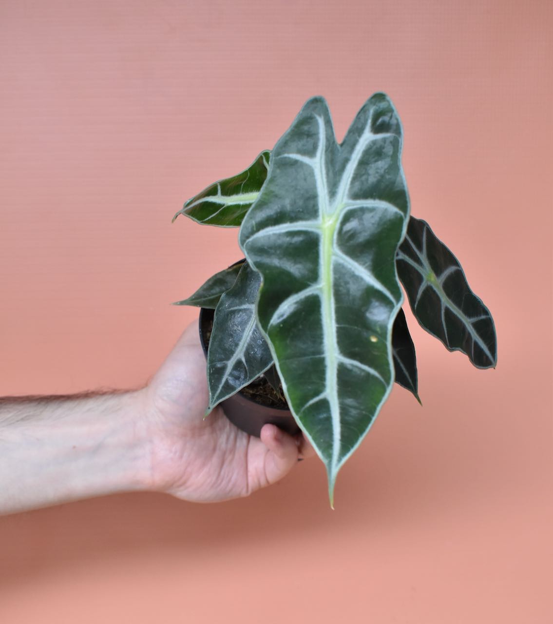 Hand holding Alocasia Amazonica 'Polly' in plastic grow pot in front of pink background.