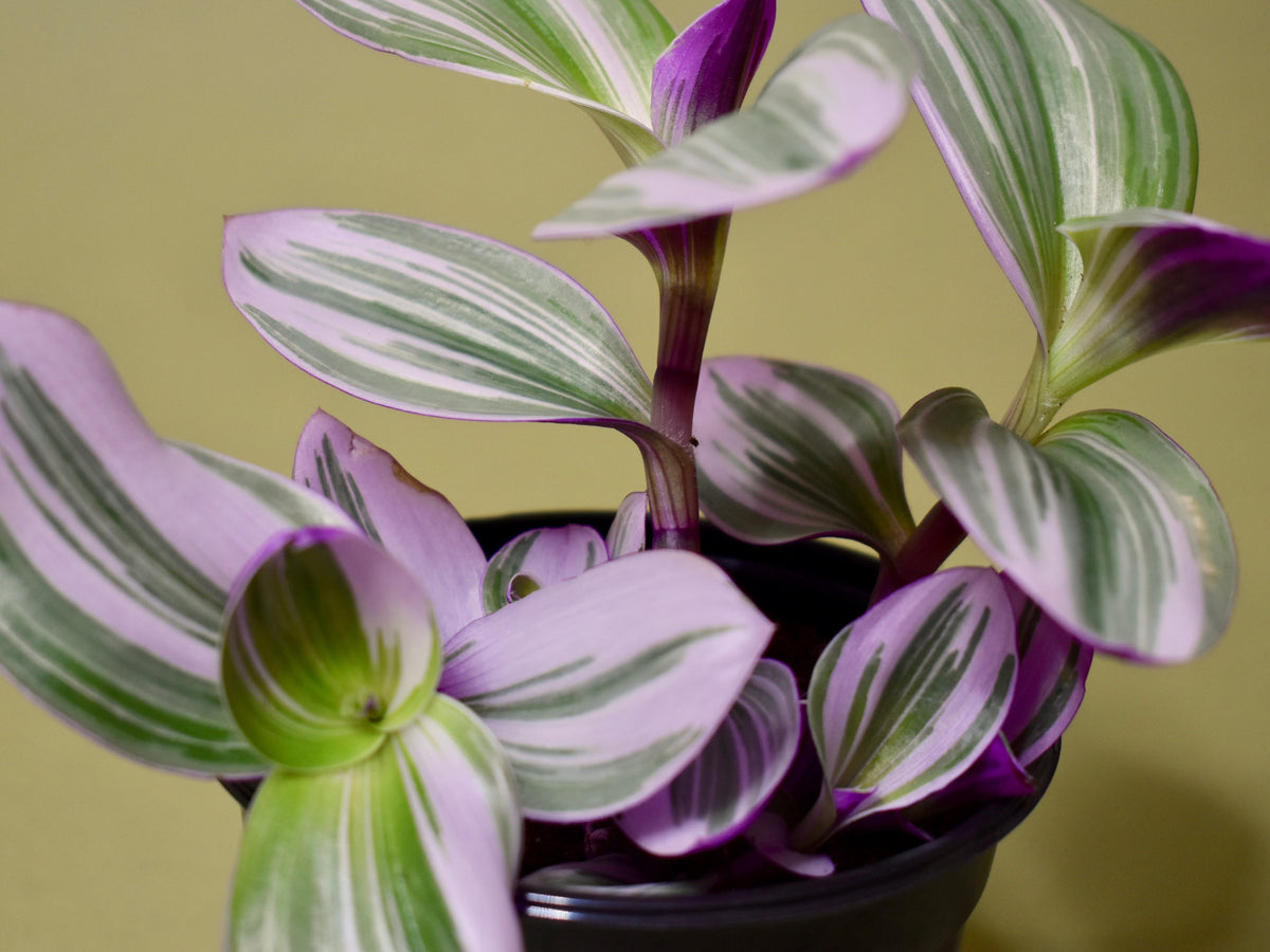 Tradescantia Nanouk