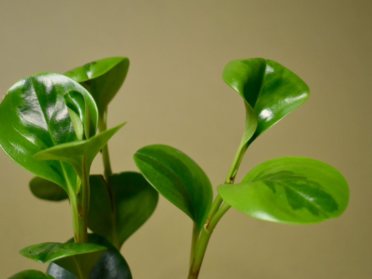 Peperomia Obtusifolia 'Lemon Lime'