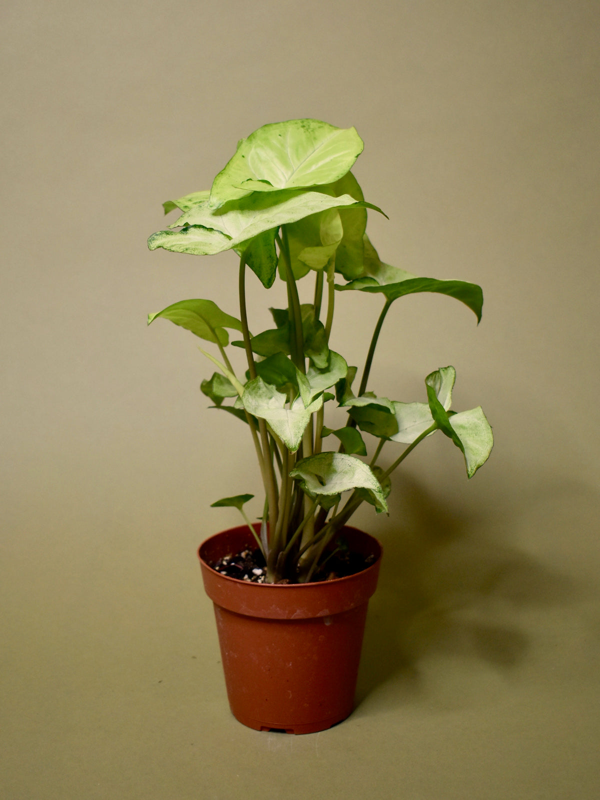 Syngonium 'White Butterfly'