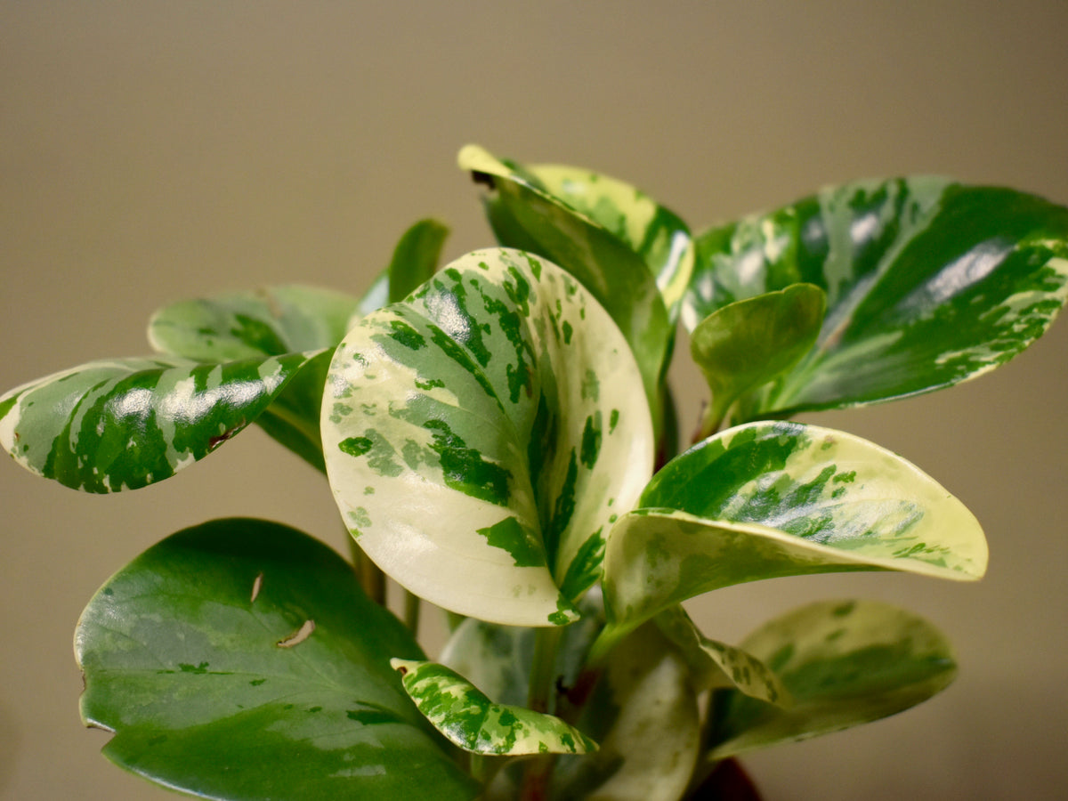 Peperomia Obtusifolia 'Marble'