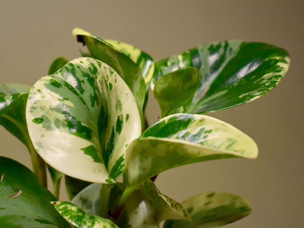 Peperomia Obtusifolia 'Marble'