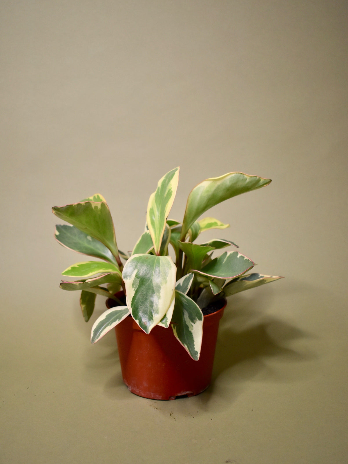 Peperomia Obtusifolia 'Ginny'