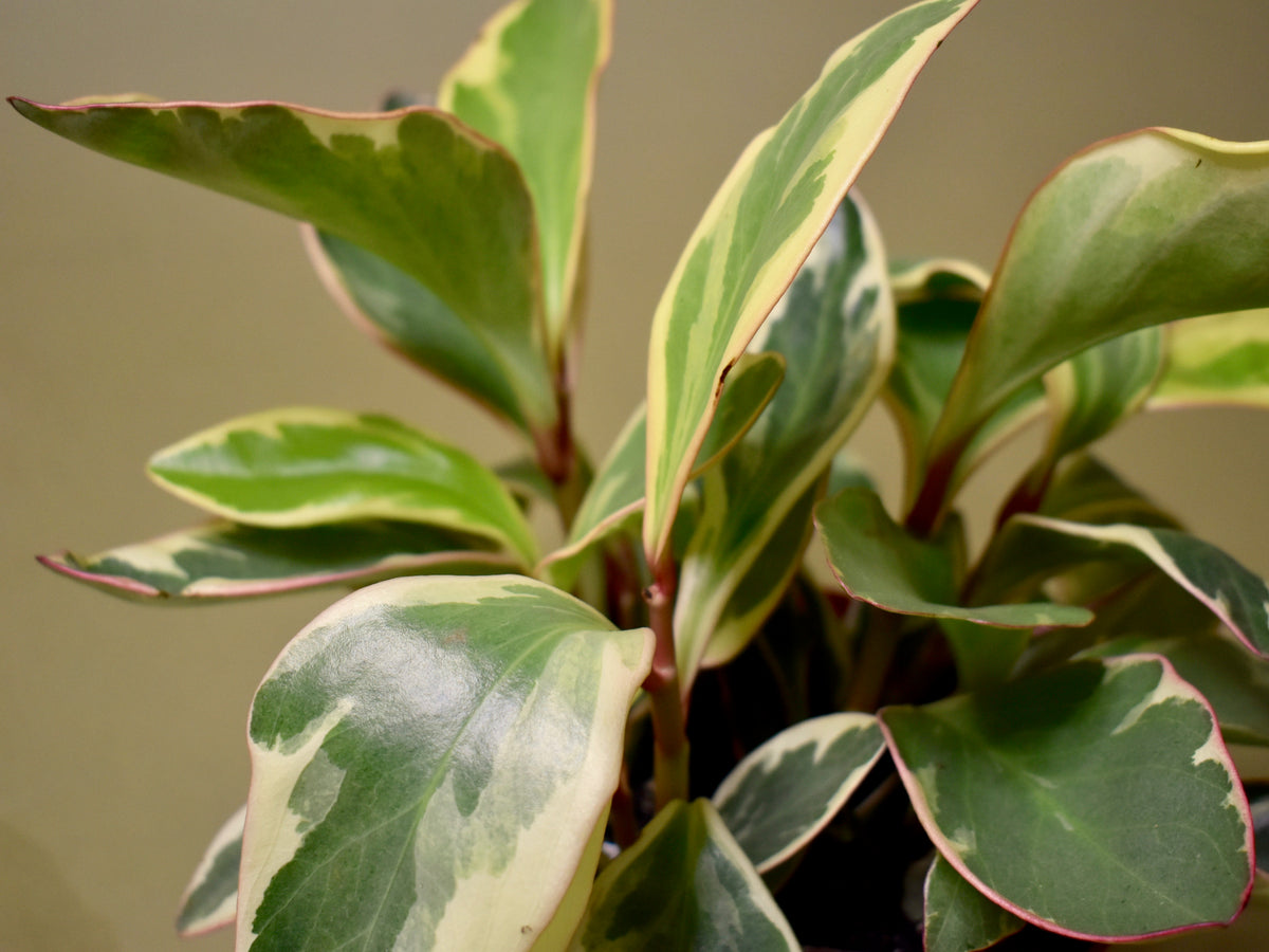 Peperomia Obtusifolia 'Ginny'