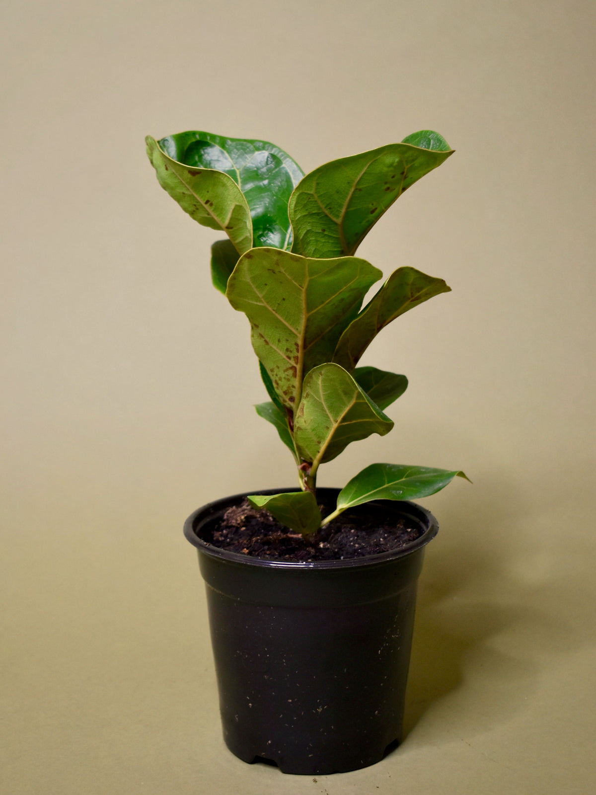 Ficus Lyrata Little Fiddle