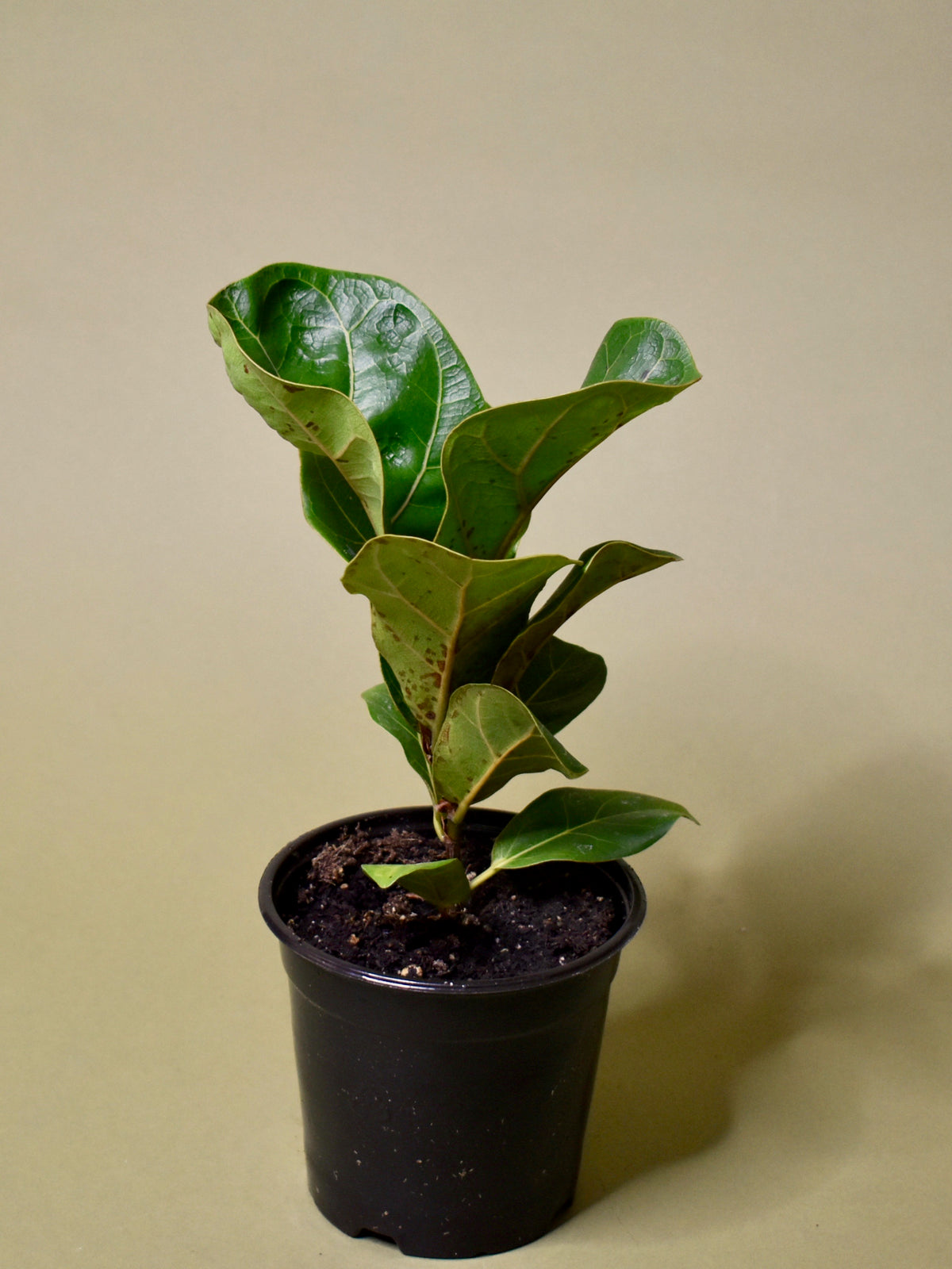 Ficus Lyrata Little Fiddle