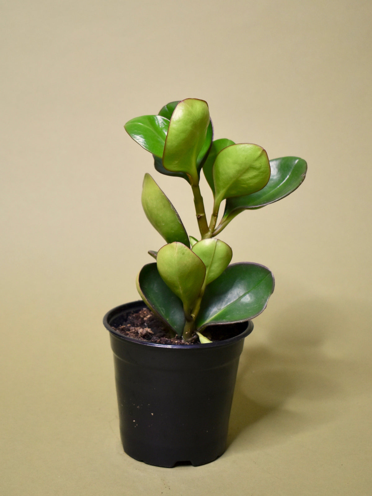 Peperomia Obtusifolia 'Red Edge'