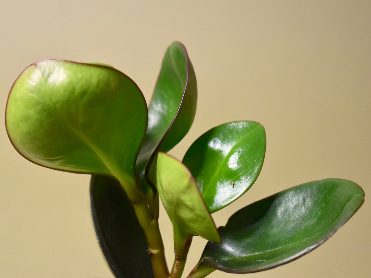 Peperomia Obtusifolia 'Red Edge'