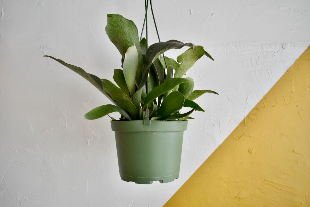 Staghorn Fern