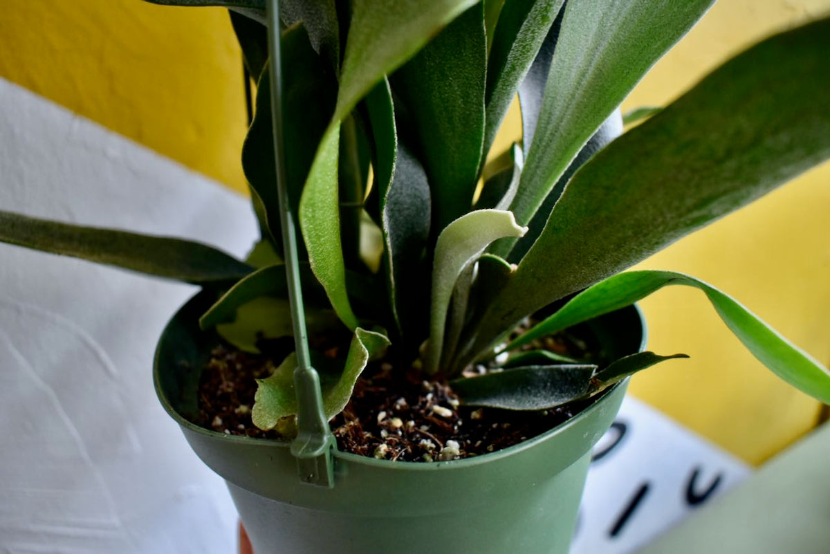 Staghorn Fern