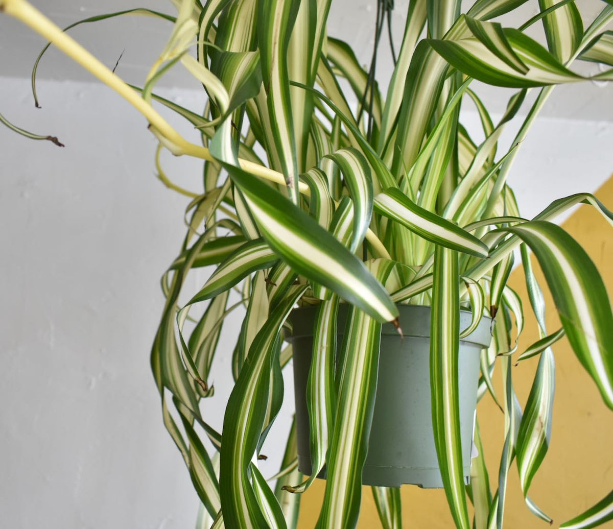 Spider Plant