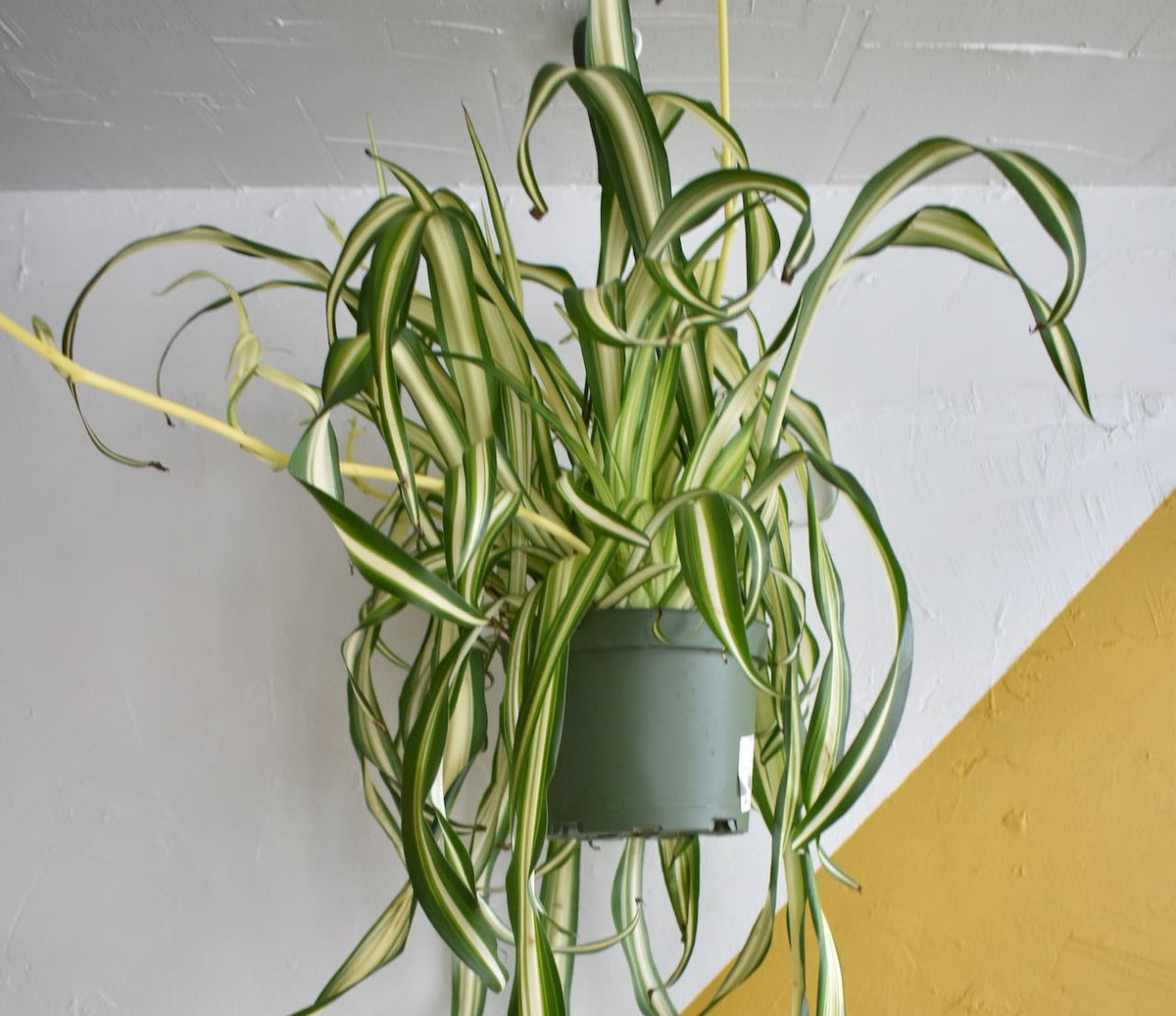 Spider Plant