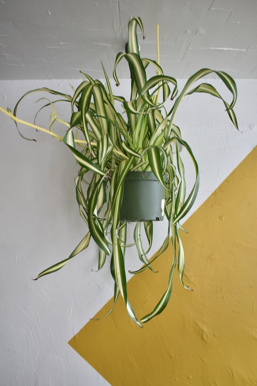 Spider Plant