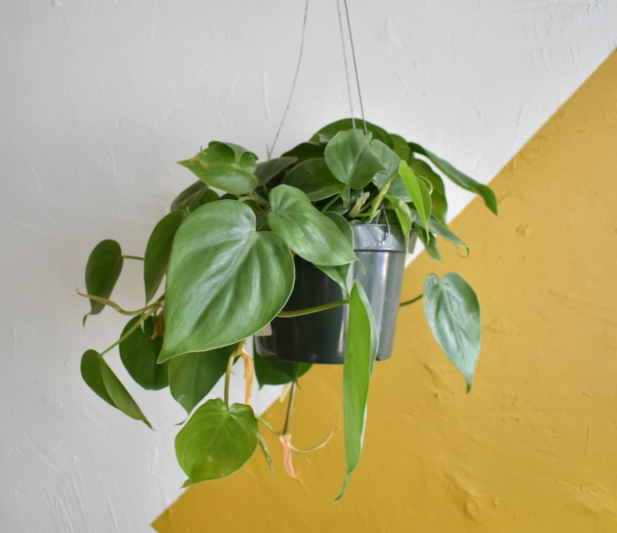 Cordatum Green Philodendron