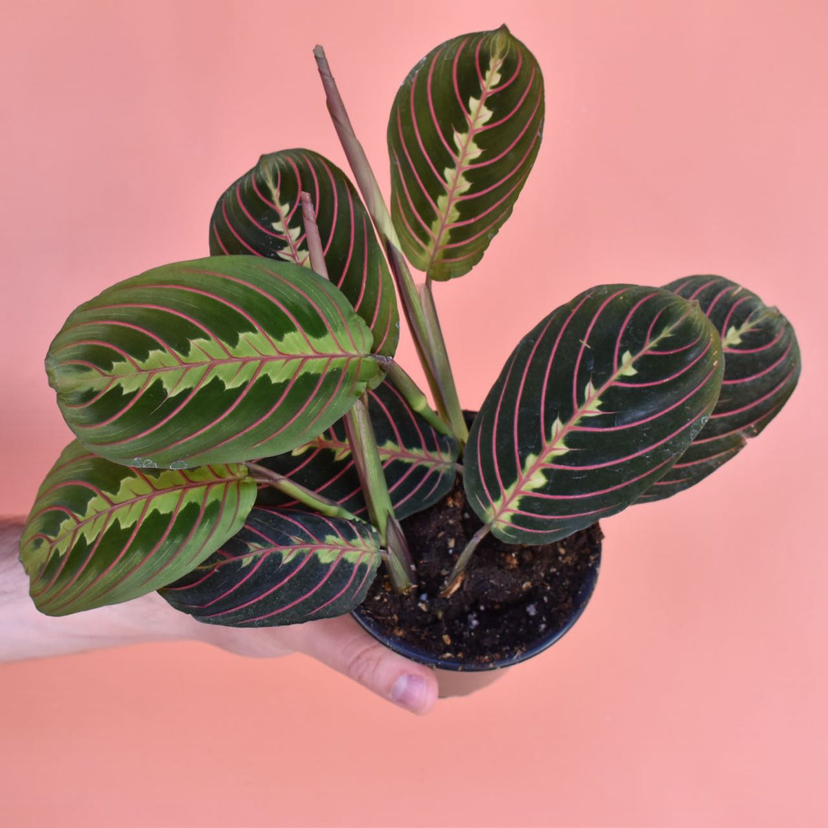 Maranta Red