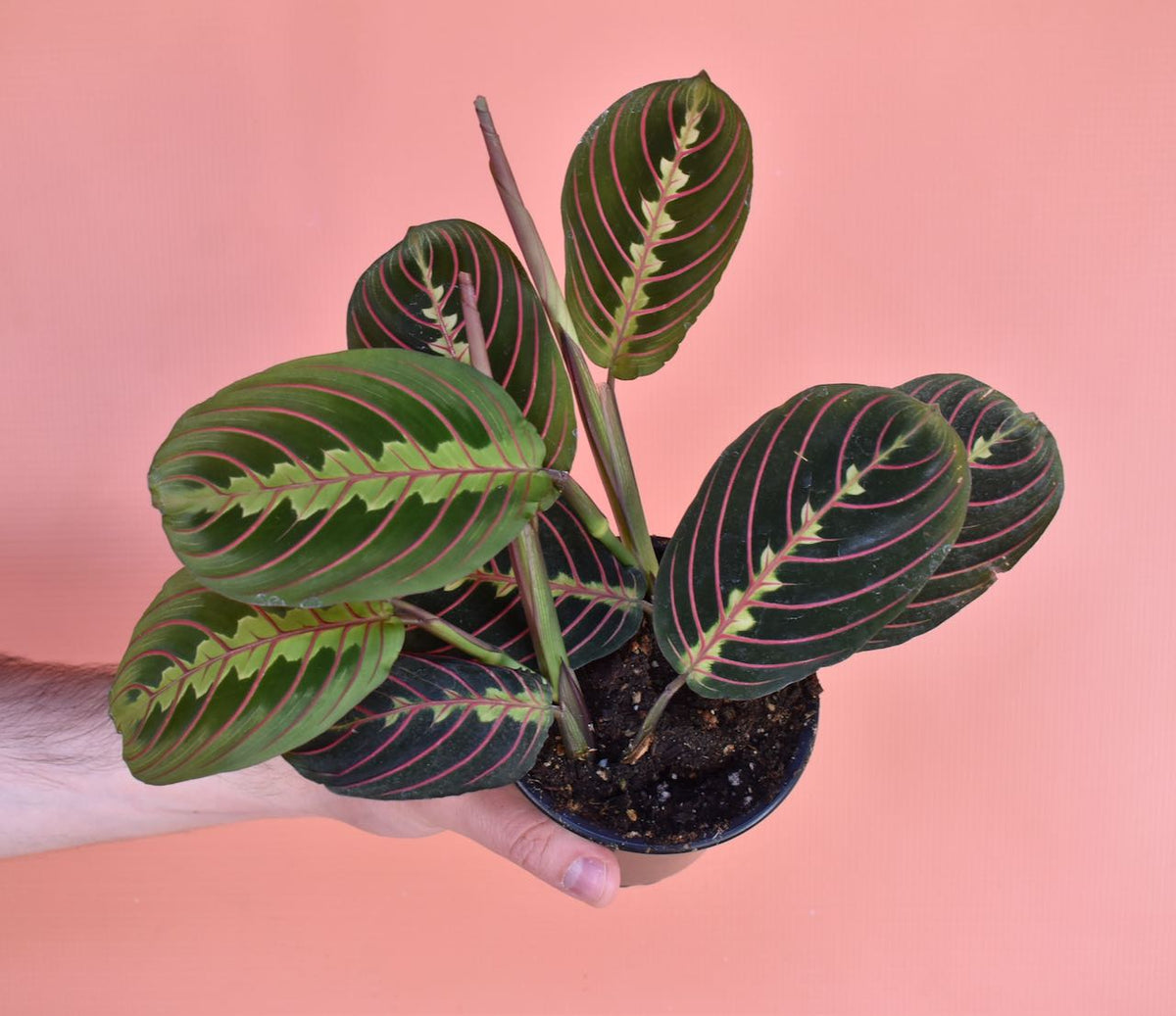 Maranta Red