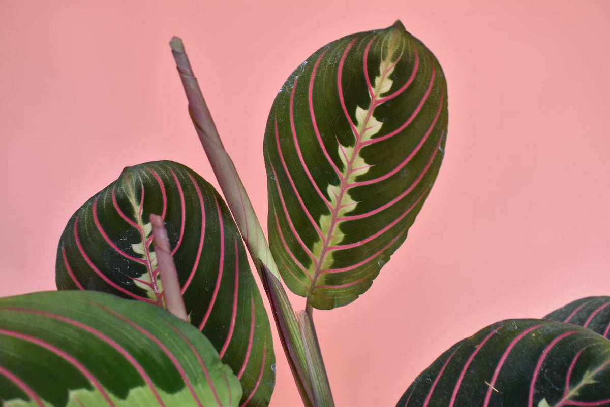 Maranta Red