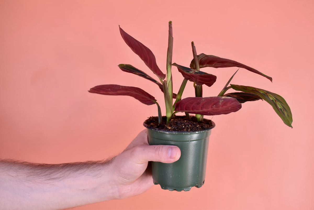 Maranta Red