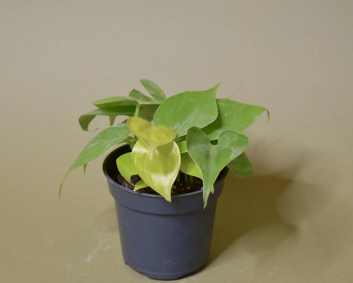 Cordatum Lemon - Philodendron