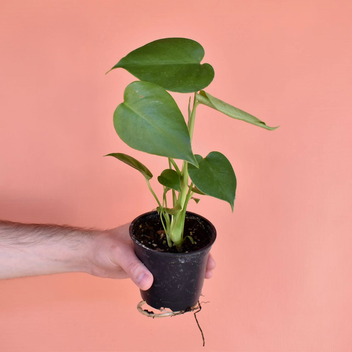 Monstera Deliciosa