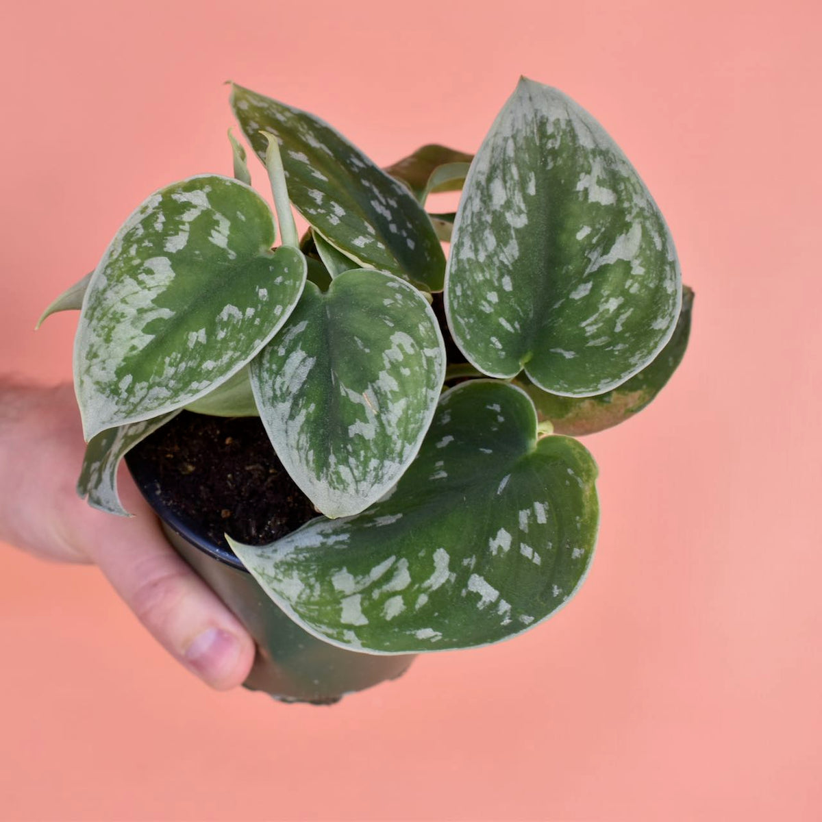 Scindapsus Pictus 'Silver Satin'