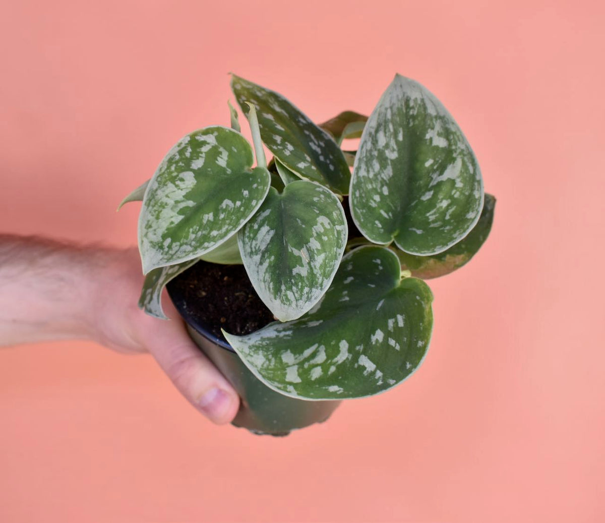 Scindapsus Pictus 'Silver Satin'