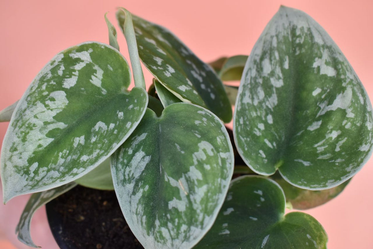 Scindapsus Pictus 'Silver Satin'