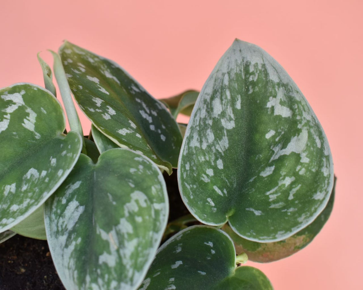 Scindapsus Pictus 'Silver Satin'