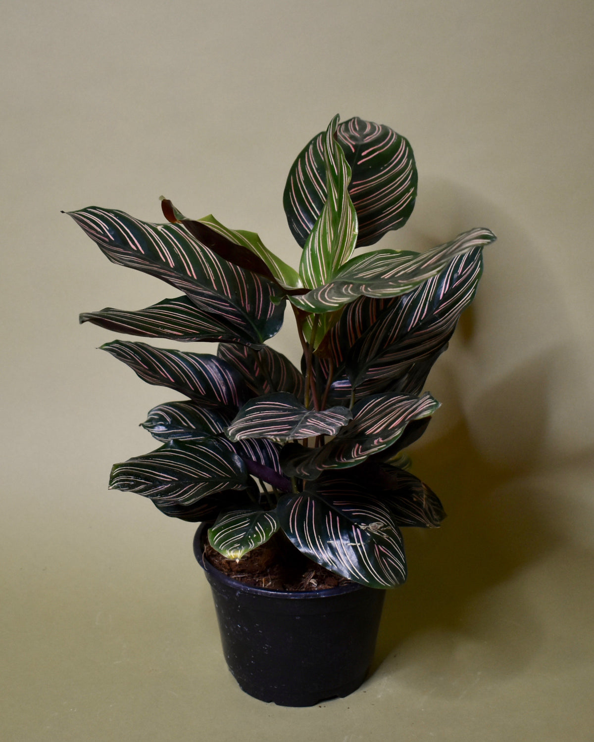 Calathea Ornata