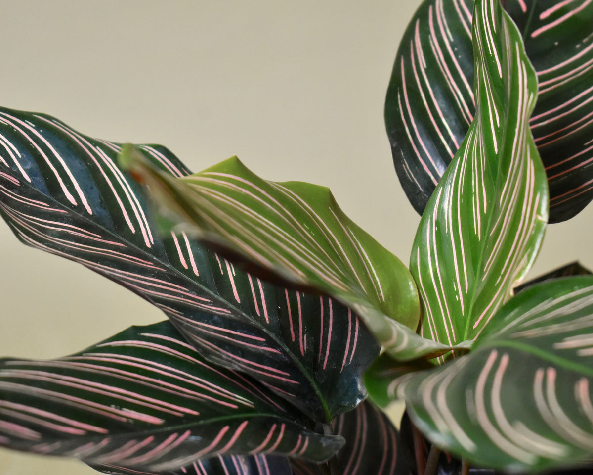 Calathea Ornata