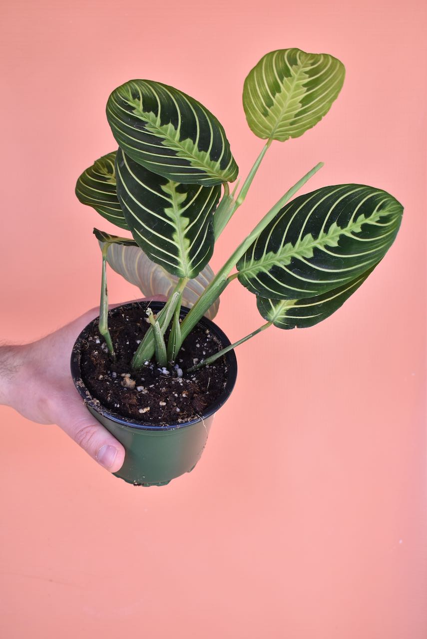 Maranta leuconeura 'Lemon Lime'