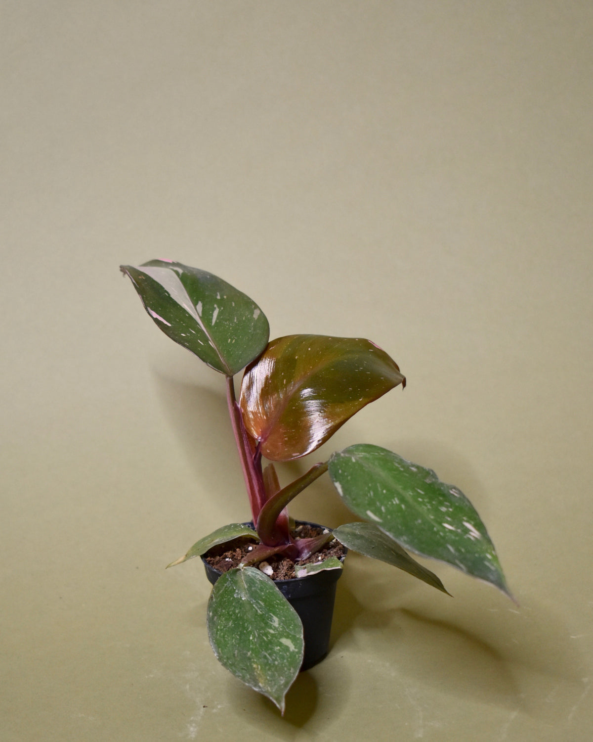 Philodendron Pink Princess