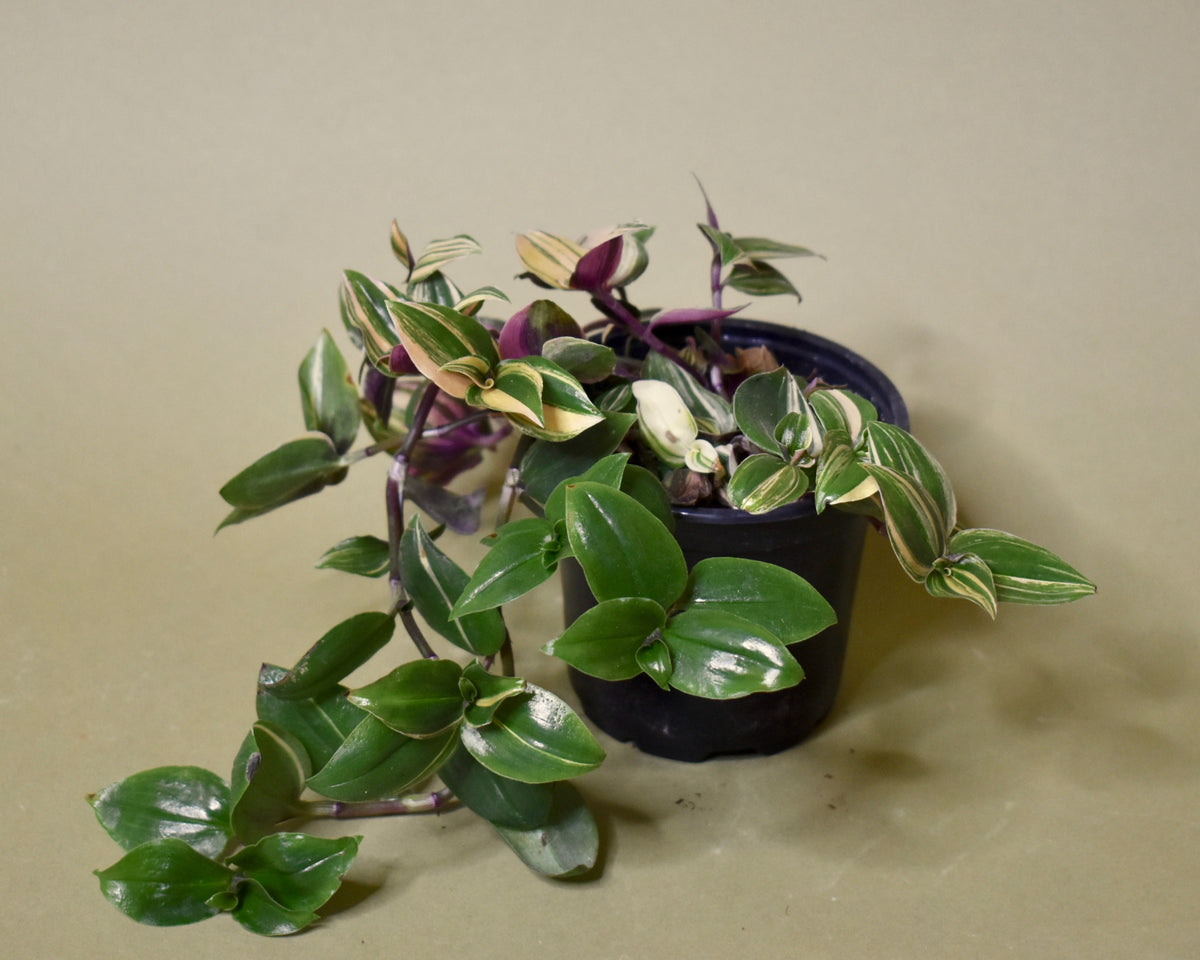 Tradescantia Pink Princess