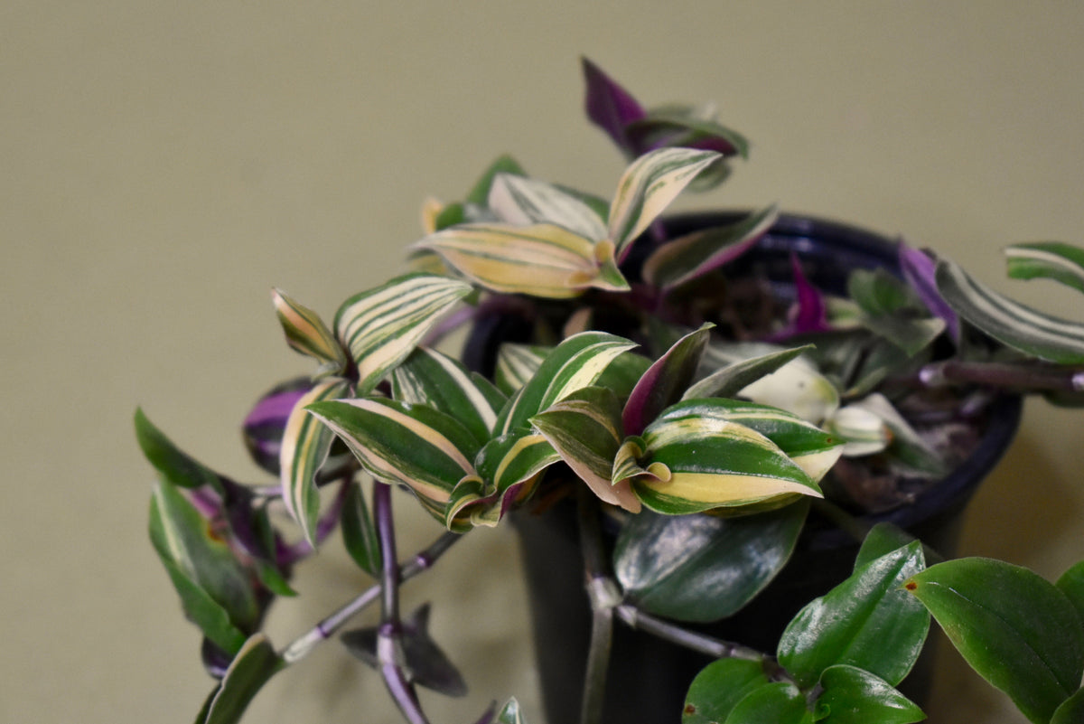 Tradescantia Pink Princess