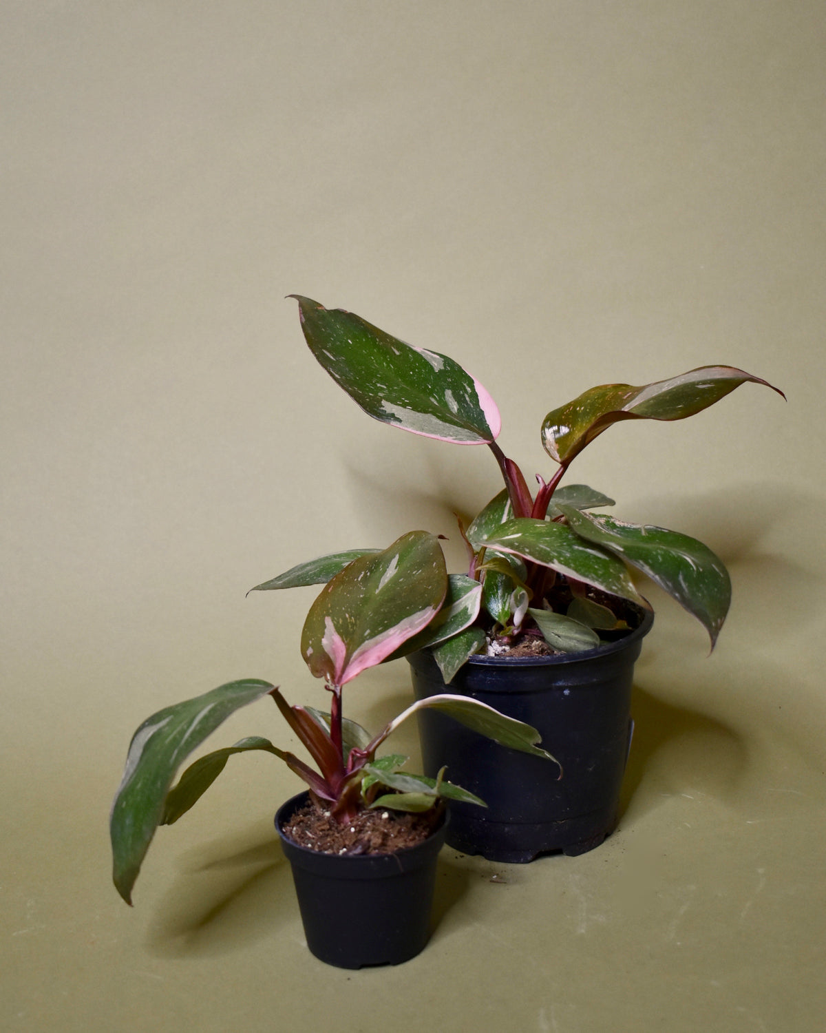 Philodendron Pink Princess