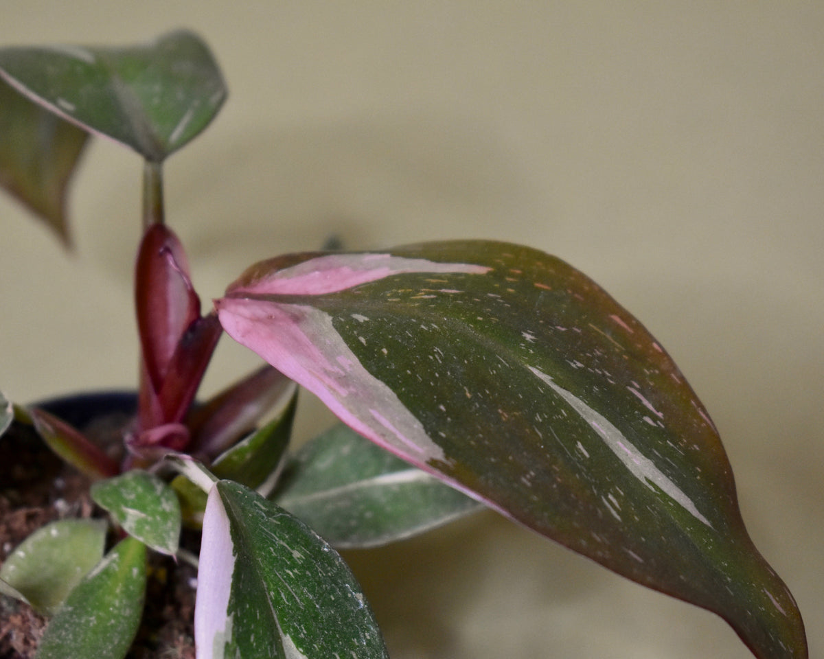 Philodendron Pink Princess