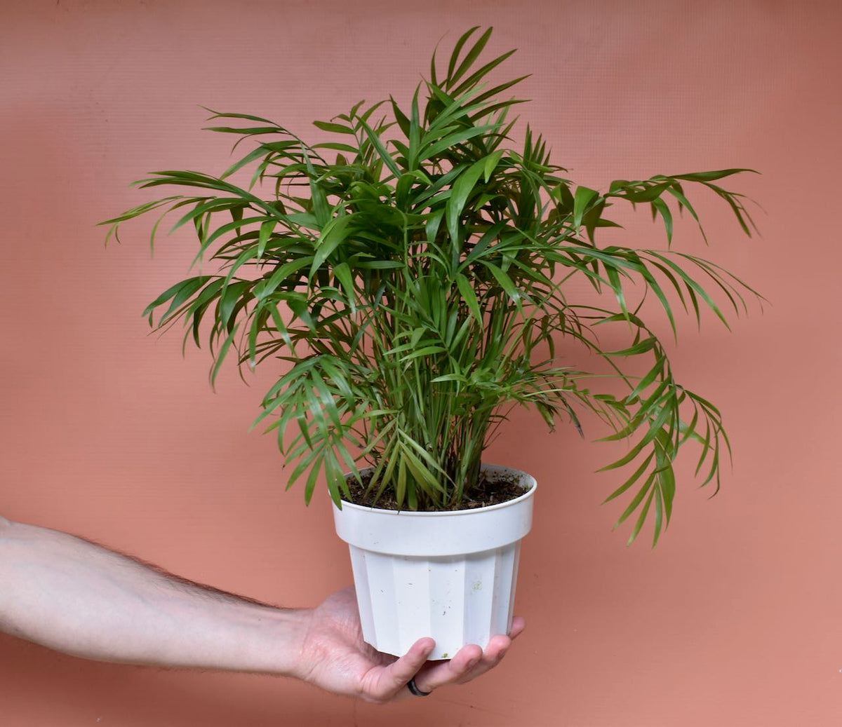 Chamaedorea elegans 'Neanthe Bella Palm'