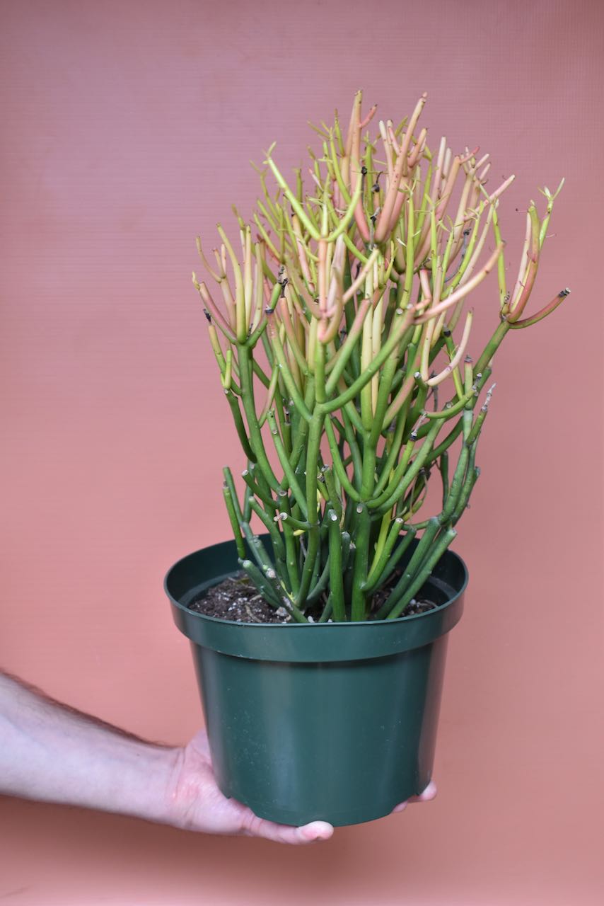 Euphorbia Firesticks