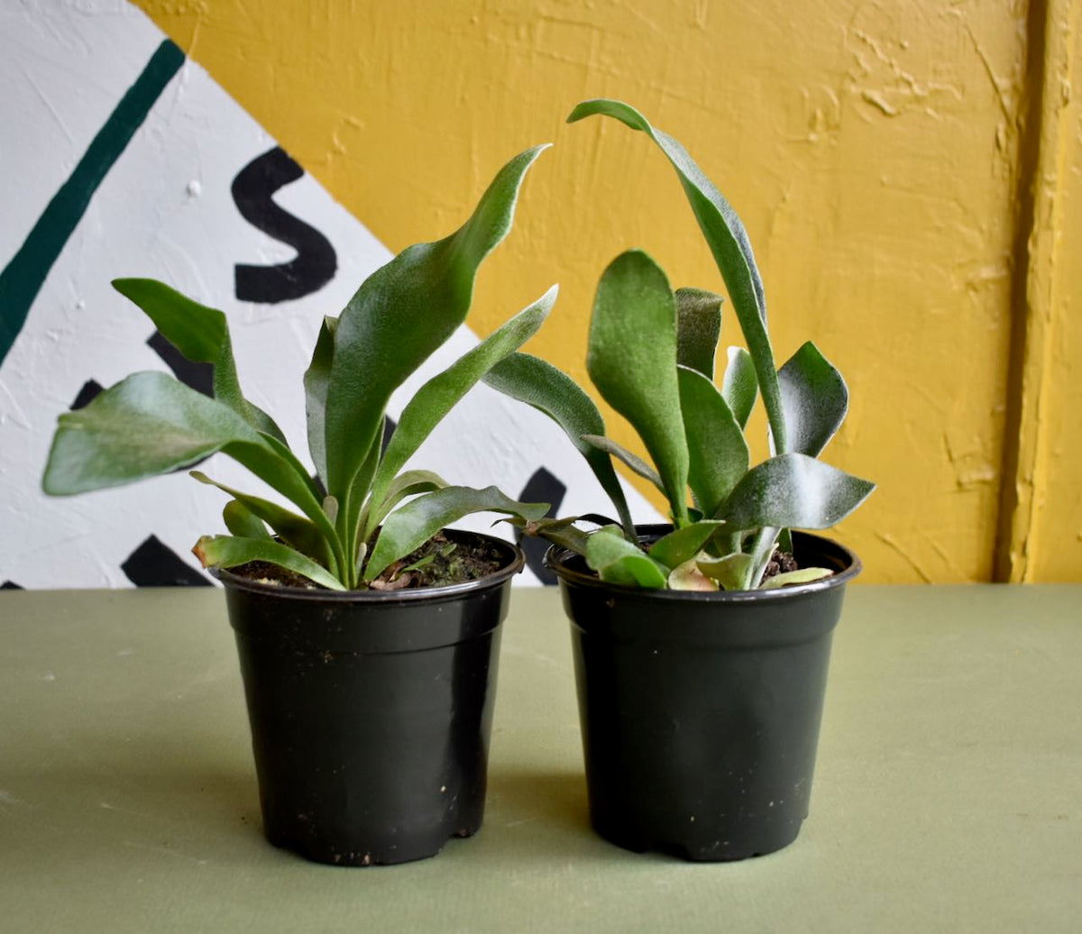 Staghorn Fern