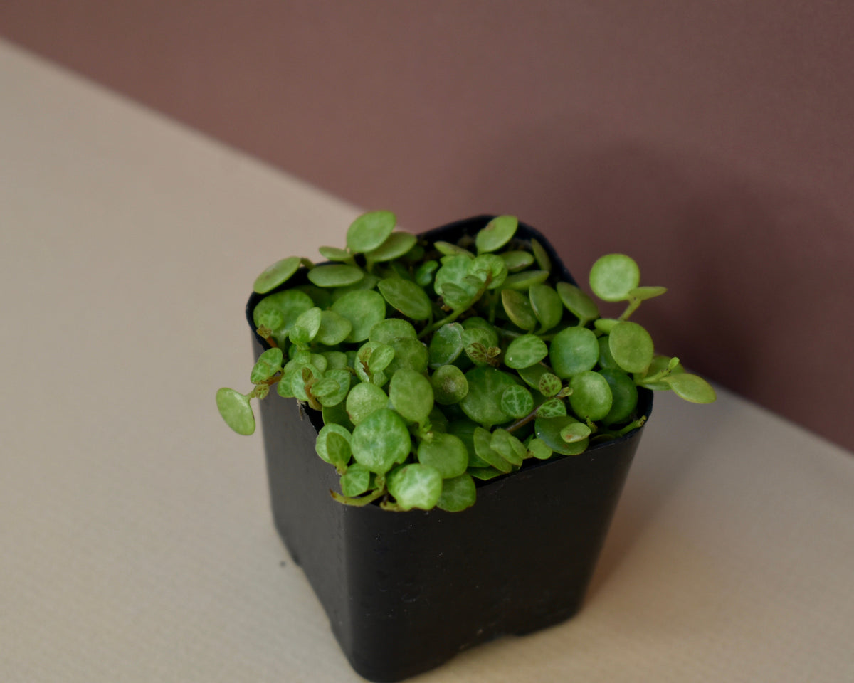 Peperomia prostrata - String of turtles