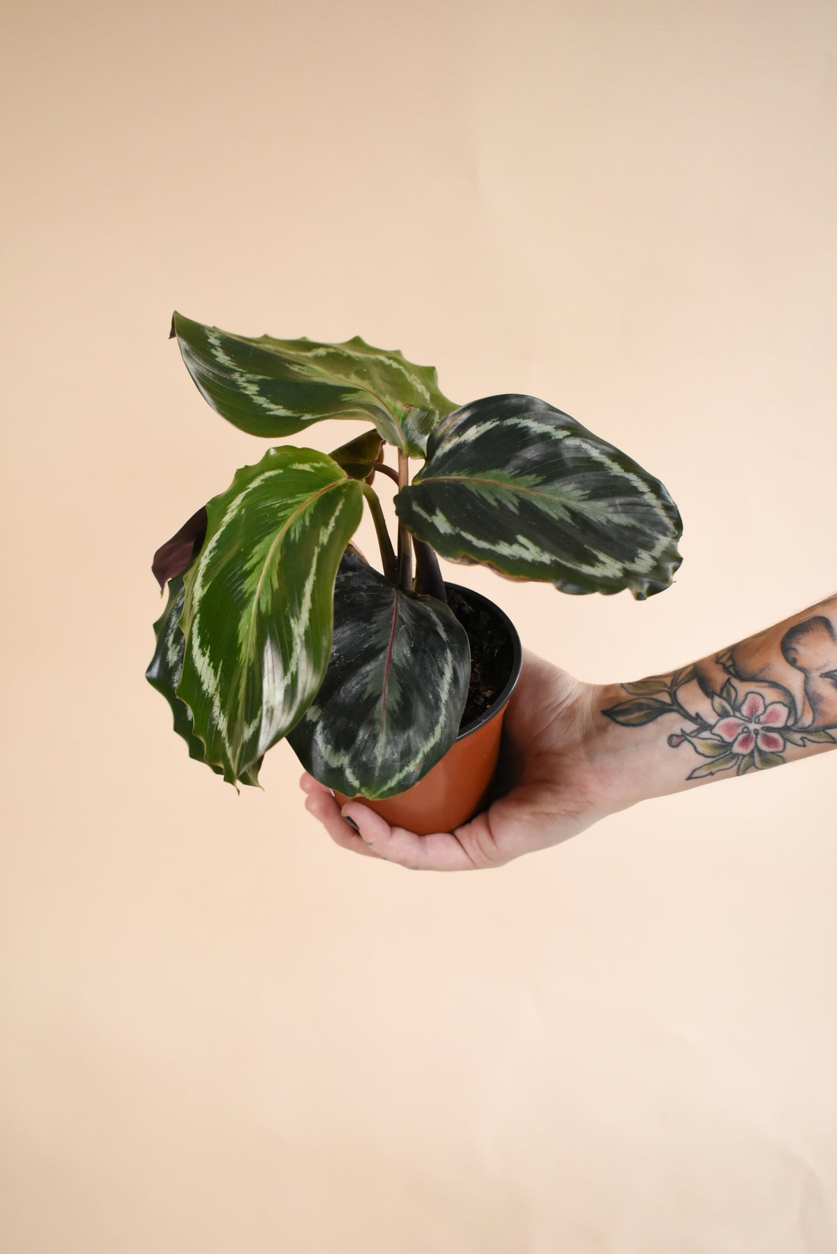 Calathea Medallion