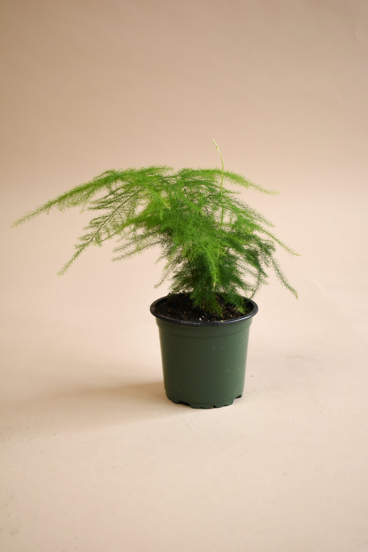 Asparagus Plumosa Fern