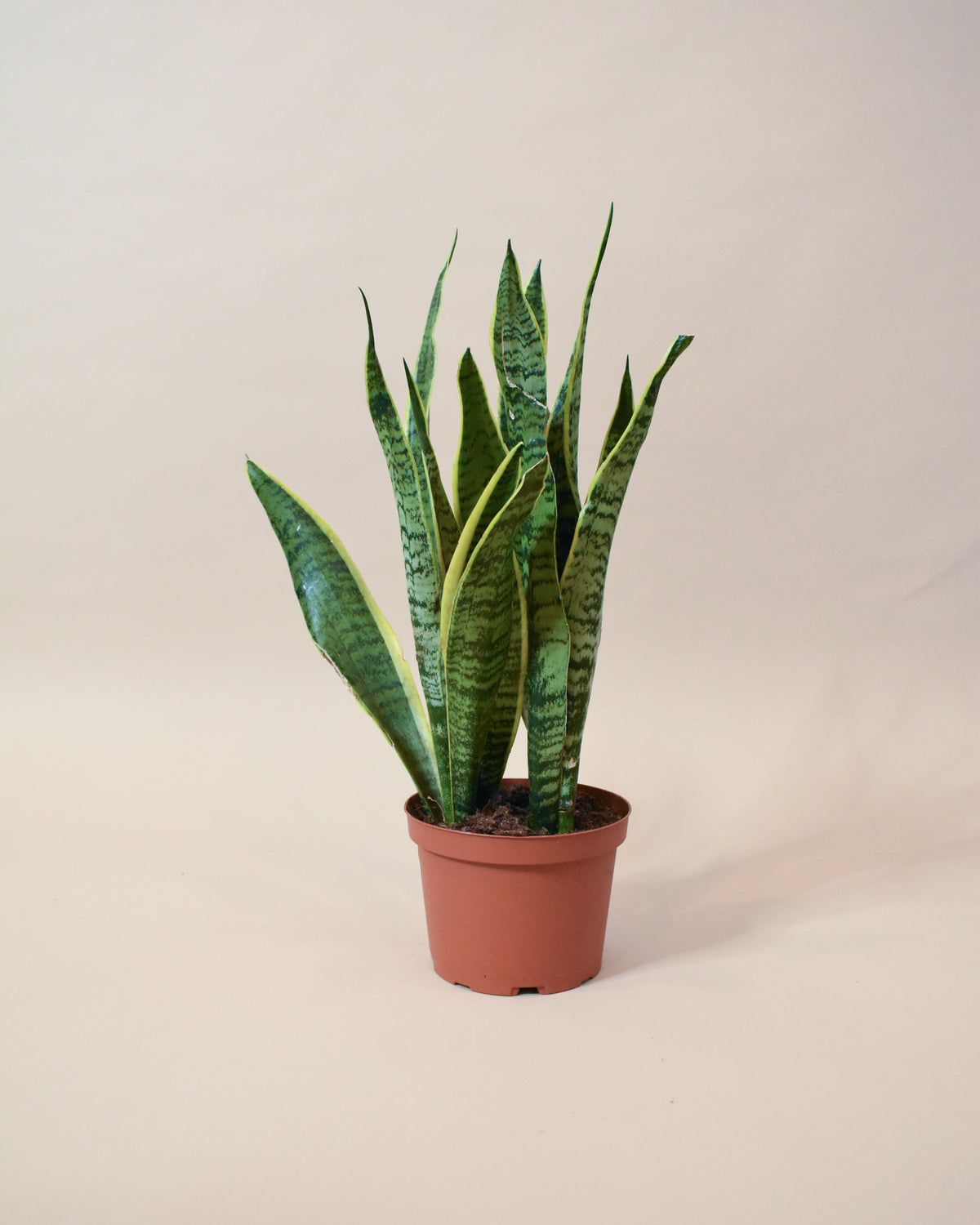 Sansevieria Laurentii